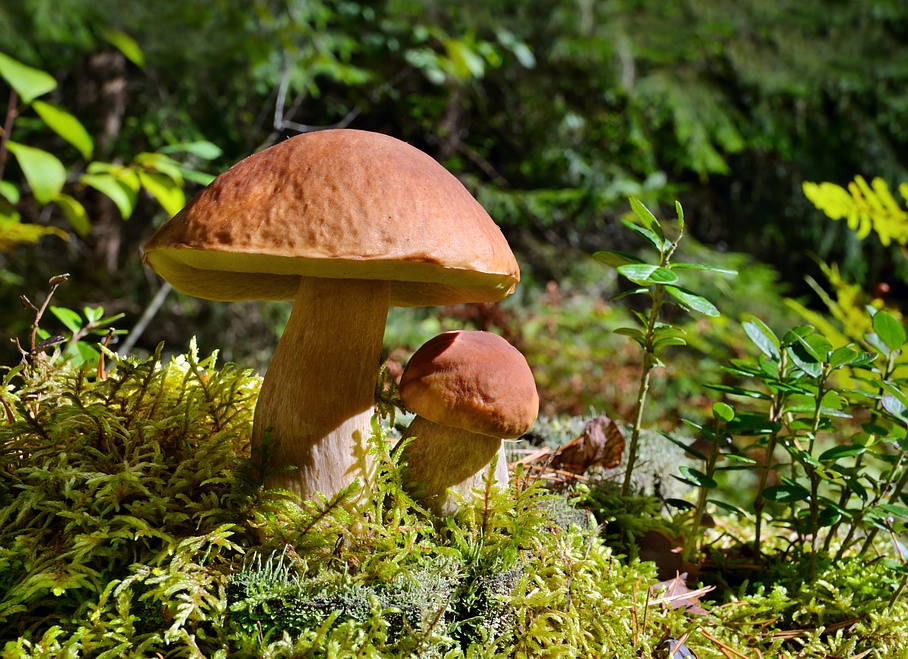 In die Pilze gehen - Camping Rania - Zillis - Graubünden